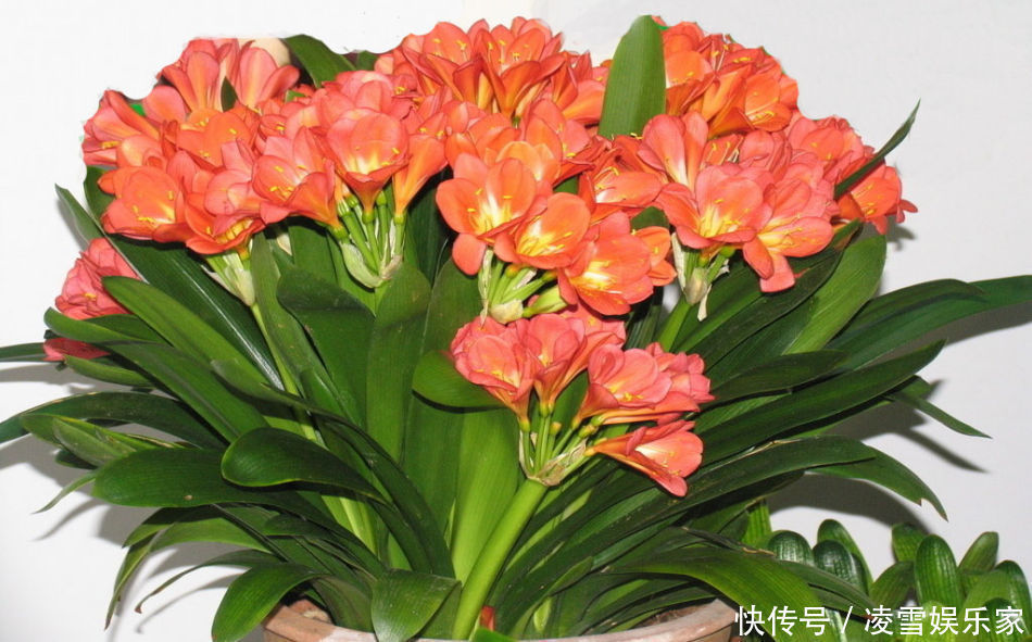 养护|喜欢在家中养护漂亮的花卉,就养3种花卉,美丽耀眼,惹人爱的花