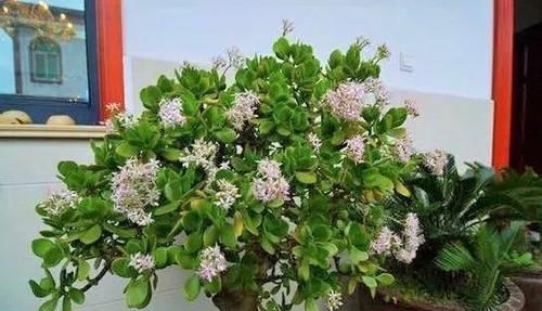 嗖嗖|3种花不用买,叶子丢花盆里,嗖嗖长白根,1盆变10盆