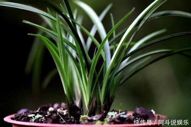 奇效|这种黑色粉末养兰花,究竟有什么奇效能让兰根这么壮