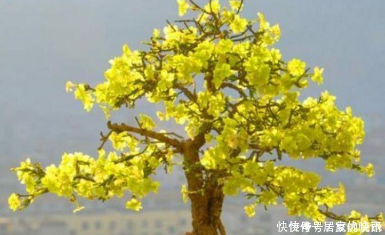 迎春花迎春花|好看超好养,这些花卉一月不浇水,照样砰砰开花,叶子油绿开花美