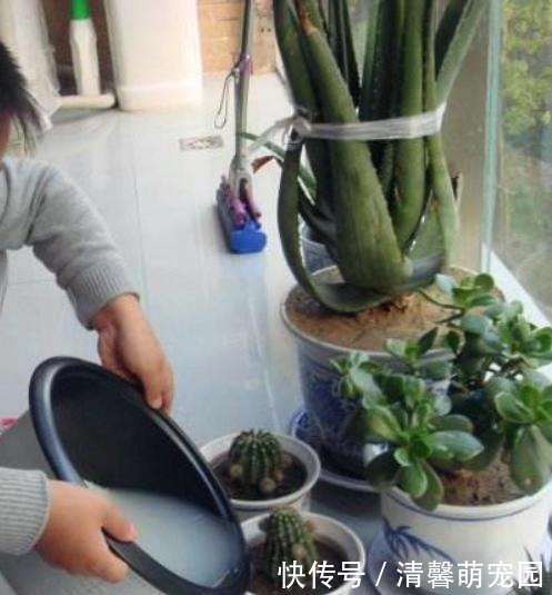 花盆|养花浇了“夺命水”，难怪烂根、黄叶，2种水“千万”别乱用