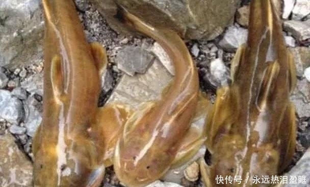 海鲜|这5种鱼,虽然“美味”但比海鲜还贵,价格动辄几百上千元