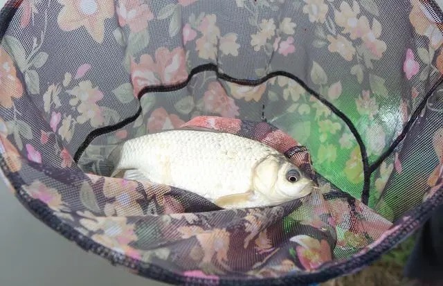 冬天钓鱼,就用这几种窝料,学会如何使用,上鱼速度让人嫉妒