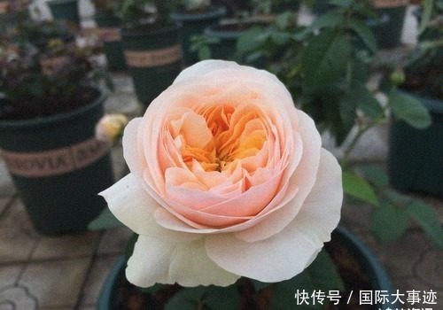 世界上“身价”最贵的5种花,市值1500万的“鬼兰”,看你见过几种?