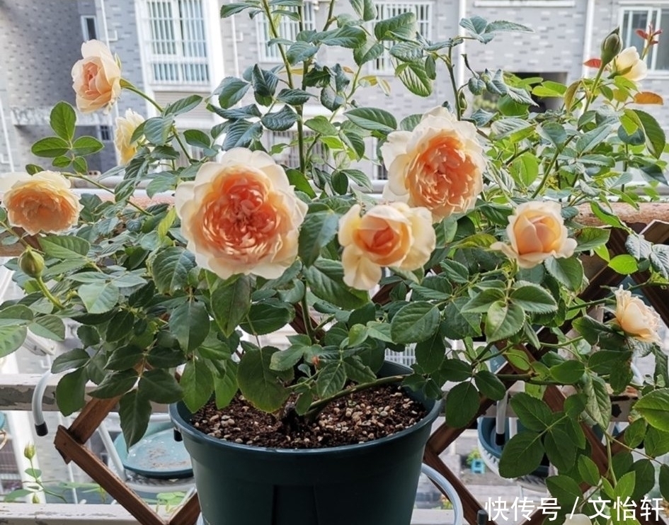 品种|100个月季品种,千姿百态,每个都很漂亮,图名并茂,值得收藏