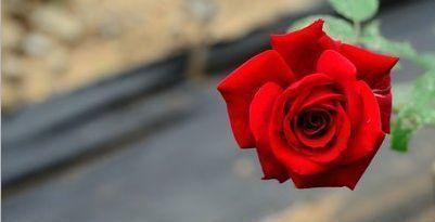 养蟹爪兰，给它喝点这酸水，不仅护根壮芽，花开还四季不断