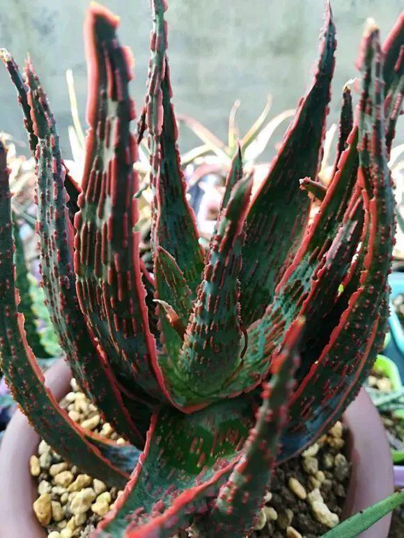 这花就得饿着养,盆越小、水越少,反倒长得更来劲!