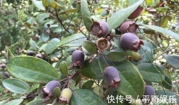 野果|农村小孩最爱吃的野果,好吃可别贪嘴,不然会让你一辈子记住它