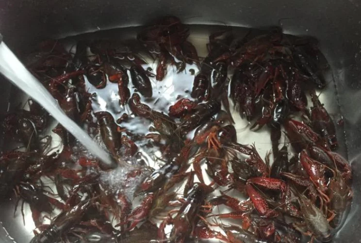 小龙虾清洗太费劲？学会这一招，脏东西自己钻出来，洗得快洗得干净！不用再那么费劲的一个个刷半天，太累了，其实这么做就可以，将小龙虾用盐、小苏打、白醋这3样东西泡一泡，脏东西就出来了，然后再简单的清洗一下，小龙虾好干净，不怕有脏东西残留，又很省力，试试看吧。