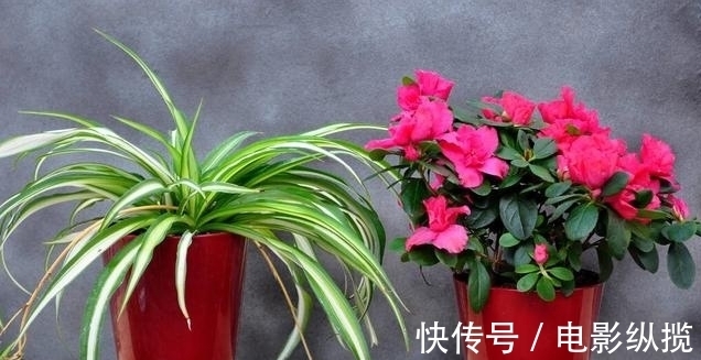 病虫害|养花有讲究,遇到3种情况,只怪你太勤快懒一点,花卉长得更好