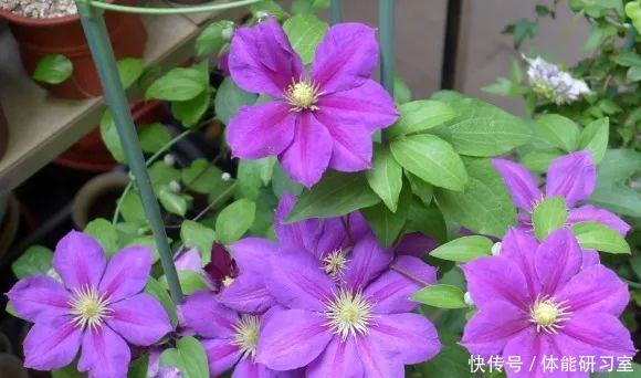 秋天的院子,养点喜欢的花,乐得自在!