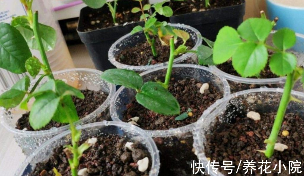 成活率|扦插花卉，总是不生根，大多是3个方面没做好