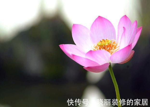 秋末8种花草会“假死”,别整盆扔掉,否则亏大了