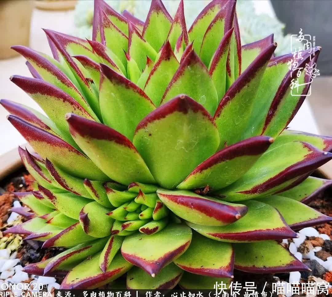 多肉|你是爱,是暖,是希望,你是人间四月天!