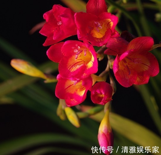 绿萝|家养3种“香水花”,花香四溢,比绿萝更好养,比茉莉更芳香