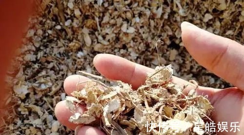 君子兰长势差,都怪盆底没有养花肥,两种料加进去呼呼长新叶开花