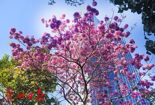 春花灿烂 年味渐浓