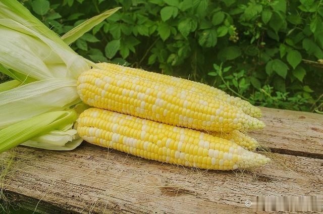 好处|常吃玉米好处多,三类人尽量不要吃,为了家人看看吧!