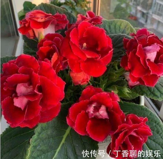  冬天就养此几款花卉，花期200多天，惊艳如花球