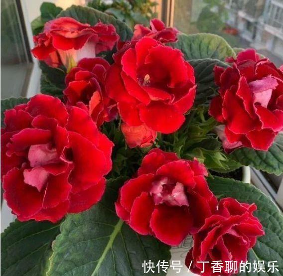 冬天就养此几款花卉,花期200多天,惊艳如花球