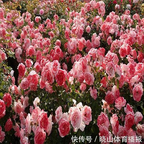 最值得养的6种月季,抗病性强,四季开花易爆盆,阳台庭院都能养