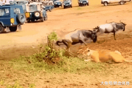 |搞笑GIF趣图:送好友的佳礼，走过路过不要错过咯！