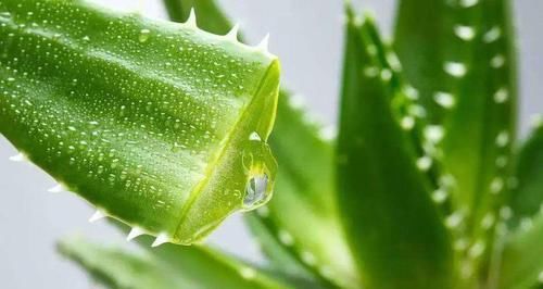  容错过|人到中年想长寿，推荐吃3种食物，排毒瘦身，降压减脂，不容错过