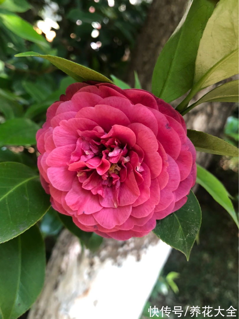 3种长寿植物,动辄能活上百年,妥妥养成传家宝