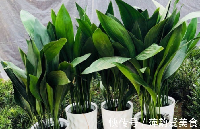 睡眠不好？试试养以下4种花，卧室放一盆，放松安神睡的香