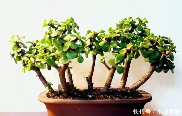 金枝玉叶|4种花,小苗“很便宜”,越养越“值钱”,聪明花友都喜欢