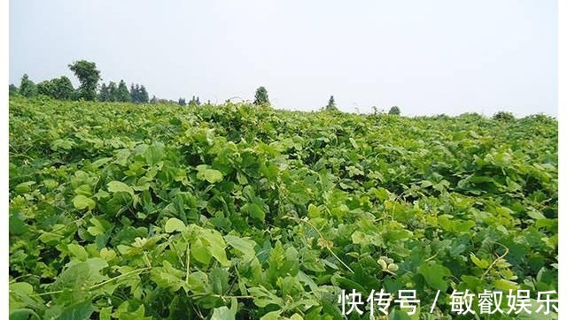 养肝护肝|每天认识一味中草,肝炎的“灭火剂”,敞开吃,肝一天比一天好