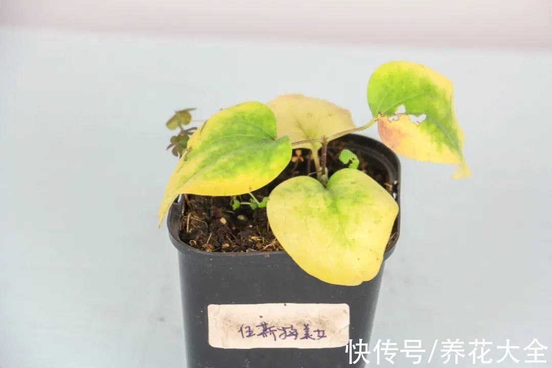 枝叶|7种花冬天会假死,叶子掉光不要扔,明年还能大爆花