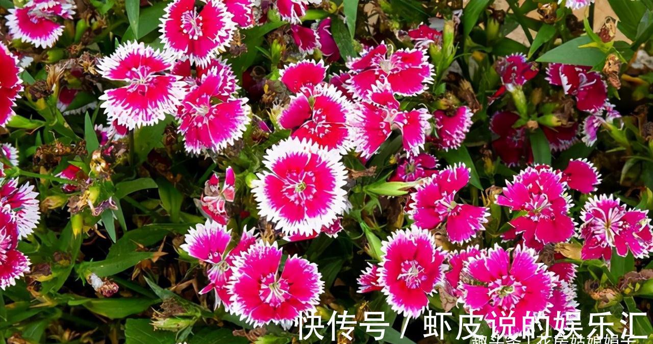 5种花适合养在窗台上,晒晒太阳,浇浇水,让你的窗台花团锦簇