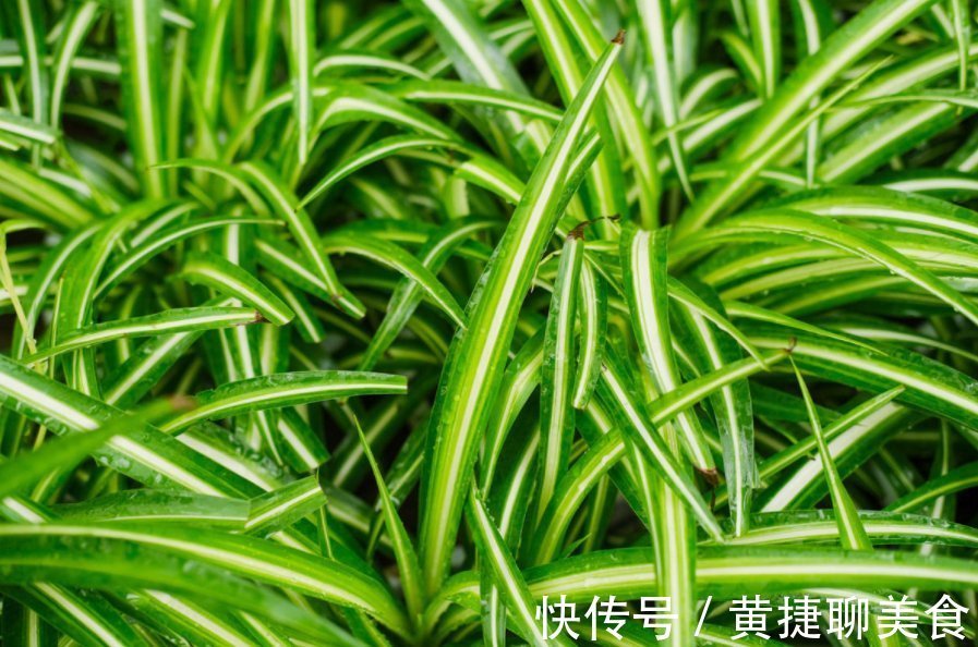 为什么吊兰总干尖?4个原因导致,对症下药好得快