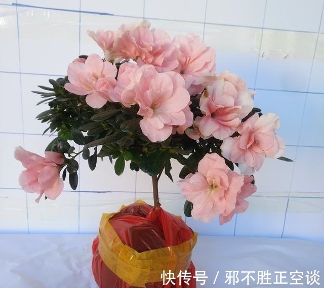 冬天杜鹃花怎么养?这5点技巧,让你的杜鹃花“死不了”