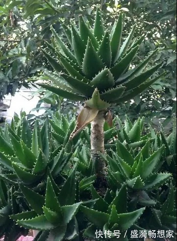 叶片|5种“漂亮花”,从来不生虫,家里干净卫生,花开不断,真省心