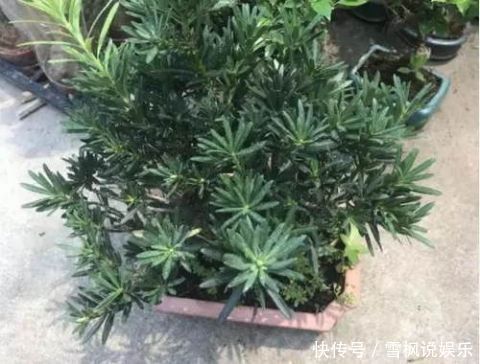 3种''名贵''植物，越养越值钱，养好能当''传家宝''，小白快入手