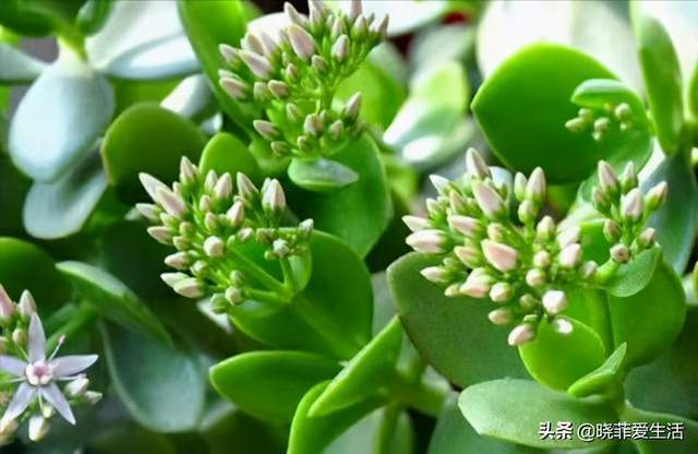 玉树长得慢,还不开花记住“4字诀”,长成老桩满树花