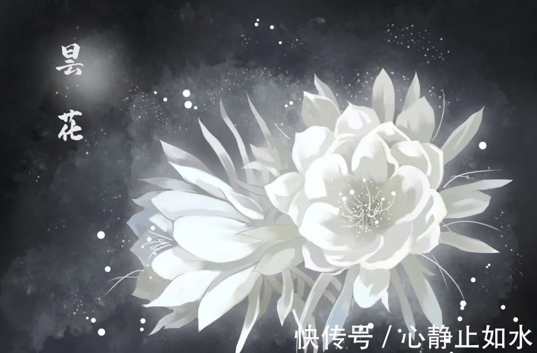 昙花:静态雪花堪比洁,幽香莲叶与同清