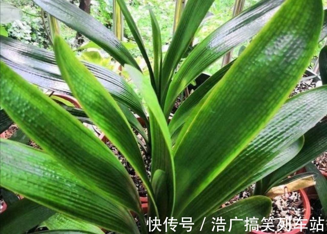 植株|你知道吗？夏天6种花要“休眠”，浇水多了就烂根