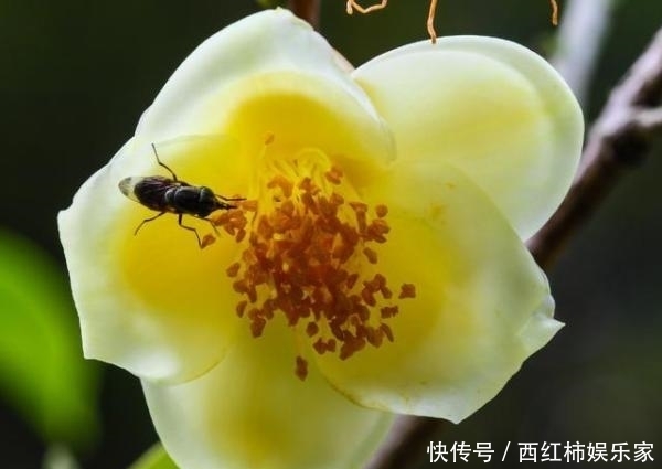 茶花只结蕾，不开花怎么办？可能是这3个方面的原因