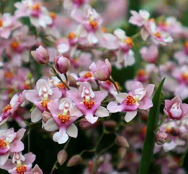 兰花就养“它”，开花真是多，香味还好闻，关键是好养！