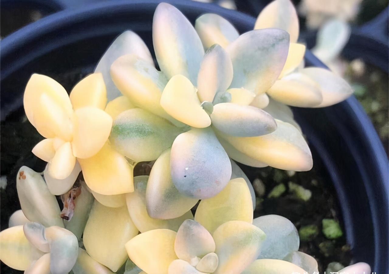 叶片|多肉有“三怕”,入冬养护要避开,猛蹿芽冒新根,憋成群生肉墩子