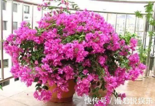 梅多|夏季养护三角梅突出做好“四勤”,枝繁叶茂,连续开花满枝头