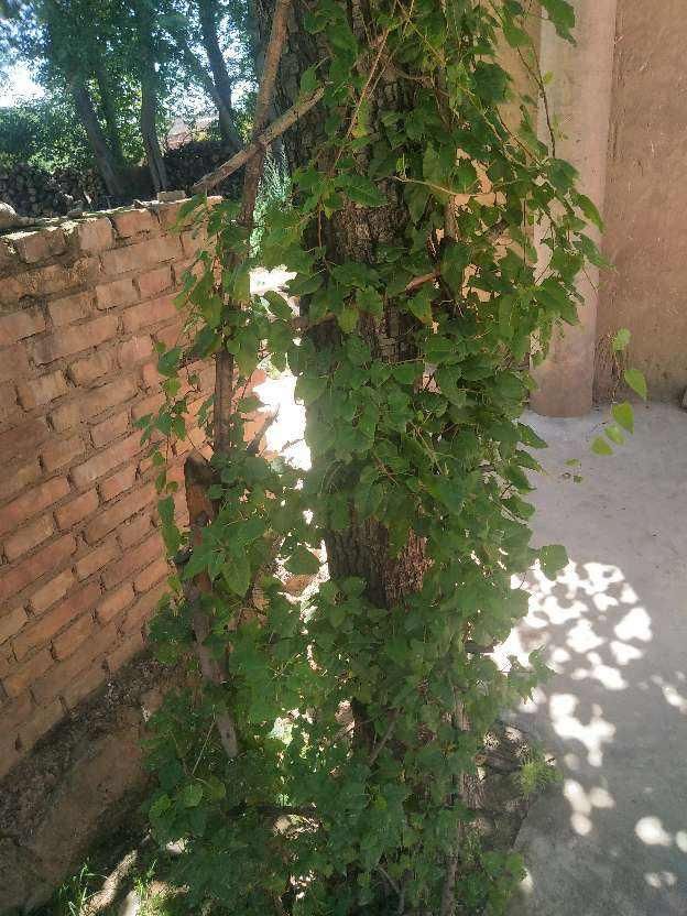 院子里养了一墙的花，邻居却不高兴了，差点吵起来