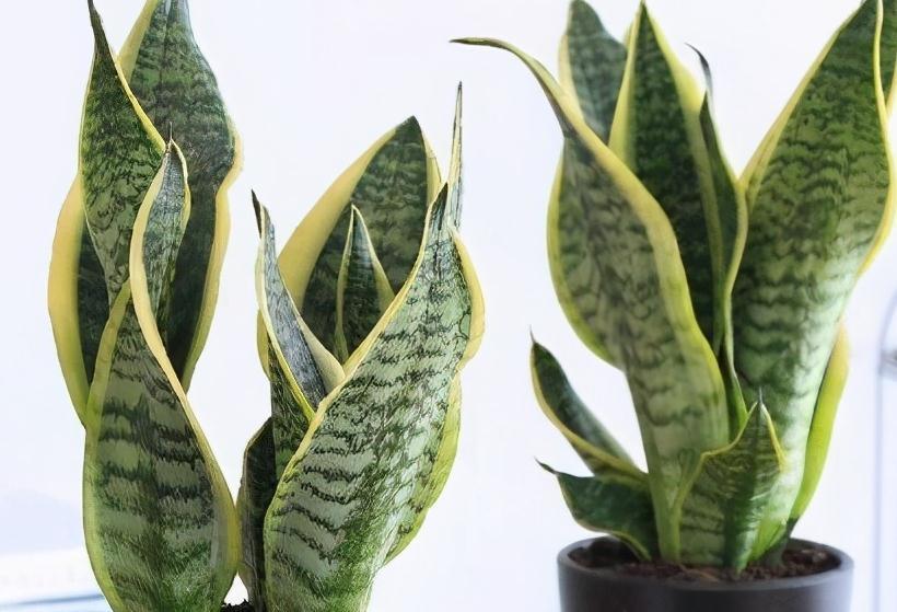 北方下雪了，家里养3盆花，空气一级棒，叶片绿油油