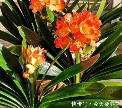 自制|教你自制“氮磷钾肥”,君子兰最爱吃,30天喂一次,长势不会差!