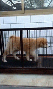 趣图|搞笑GIF趣图:姑娘是失恋了吗?你这样做不值得,好男人多的是!