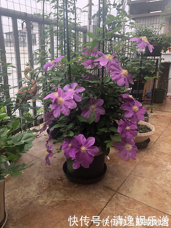 花型|这4款花卉超喜水，丢水不管不问，花叶轻松爆满盆，花朵美艳迷人