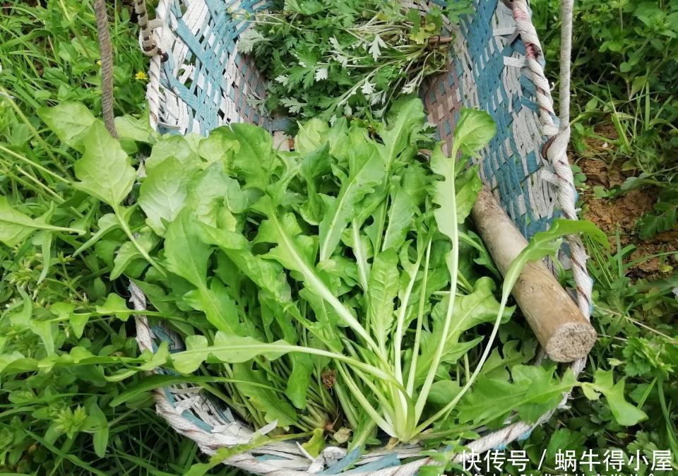 这菜不花一分钱，焯水储存一年都不坏，现在正当季，不懂可惜了